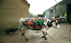 Funny Graffiti, Graffiti on Cows.jpg