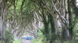 7 Dark hedges.JPG