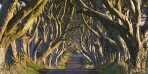 o-DARK-HEDGES-IRELAND-facebook.jpg