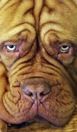 wrinkly-dog_1595860i.jpg