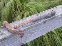 rusty hammer.jpg